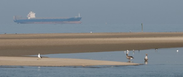 Westerschelde