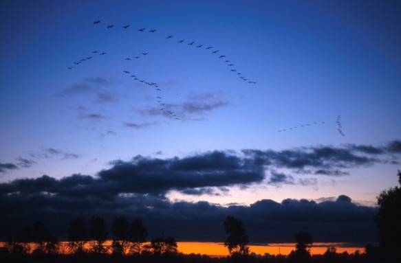 Kraanvogels