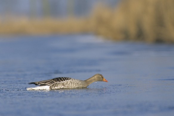 grauwe gans