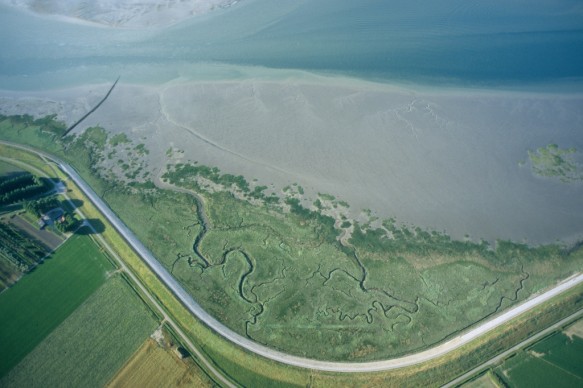 Schor aan de Westerschelde