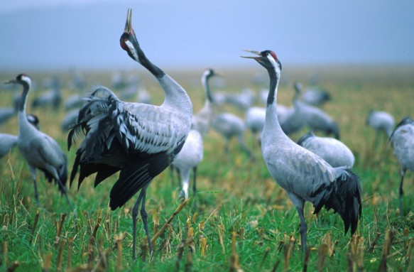 Kraanvogels