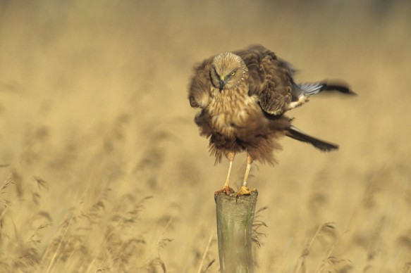 Bruine kiekendief