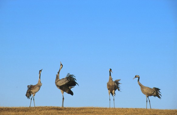 Kraanvogels