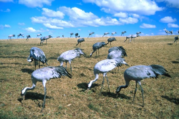 Kraanvogels