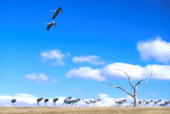 Kraanvogels