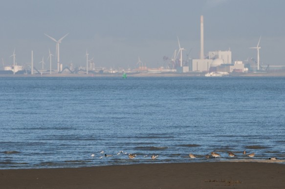 Westerschelde