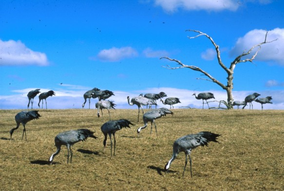 Kraanvogels