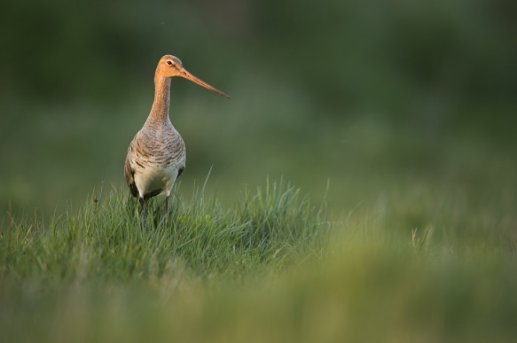 Grutto