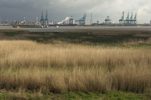 Schor langs de Schelde.