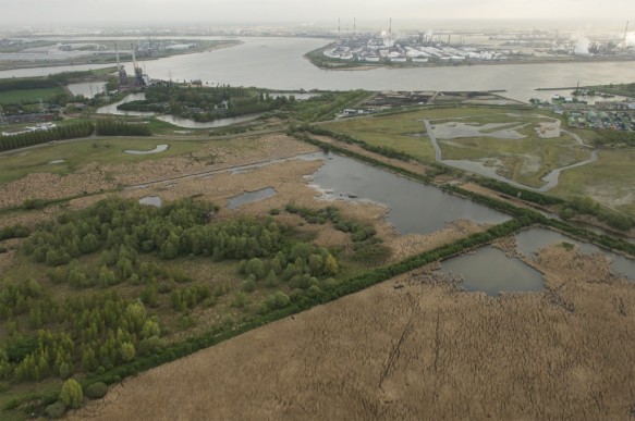 Natuur in de Waaslandhaven.