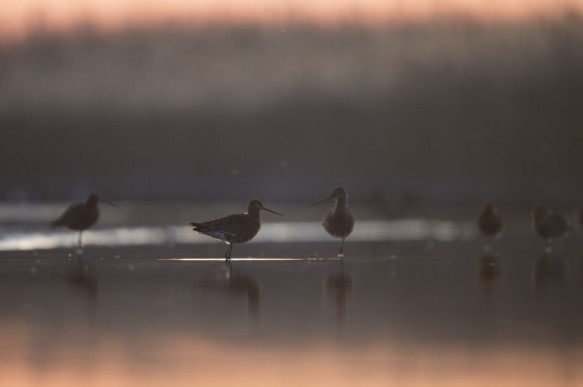 Grutto