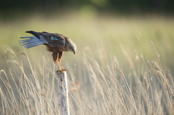 Bruine kiekendief