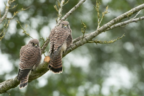 Jonge torenvalken.
