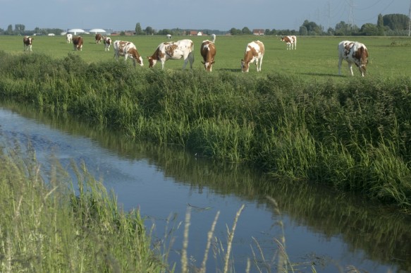 De Lieve