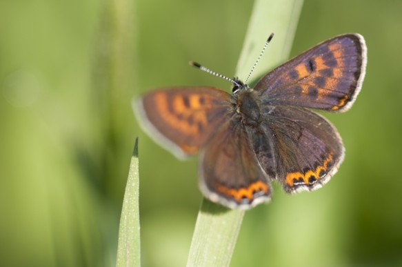 Blauwe vuurvlinder