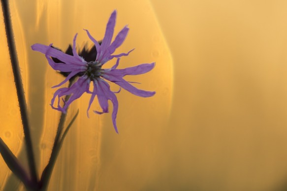 Echte koekoeksbloem
