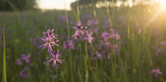 Echte koekoeksbloem