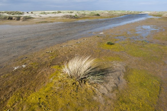 Verklikkerduinen