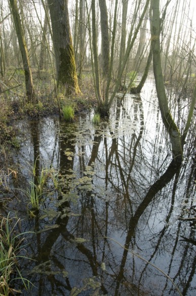 Broekbos