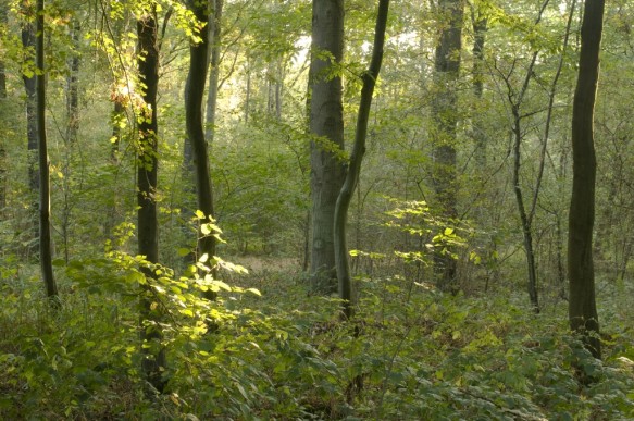 Boslandschap.
