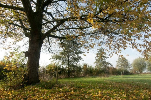 Kerselaar in de herfst.