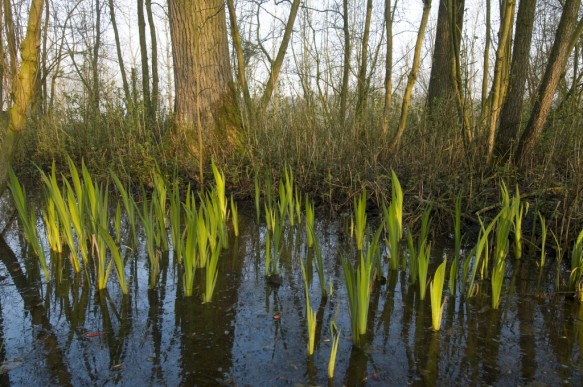 Broekbos