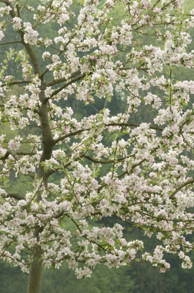 Bloeiende fruitboom