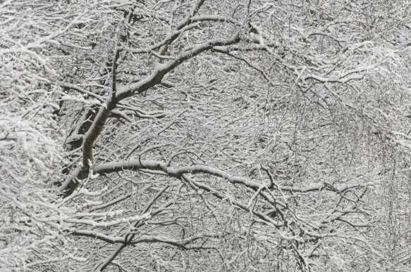 Takken in de sneeuw.