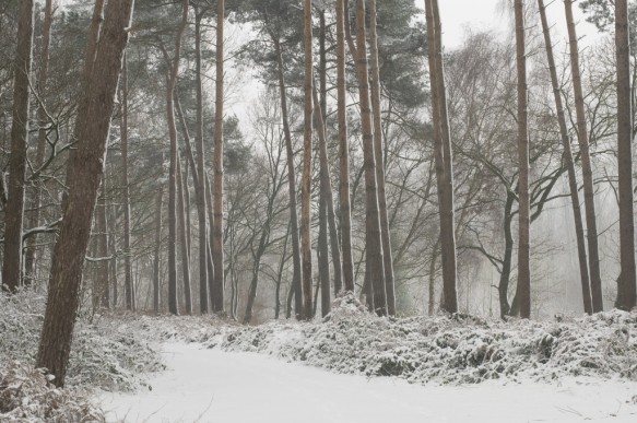 Lembeekse bossen in de sneeuw.