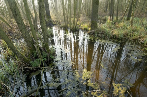 Broekbos in het Leen.