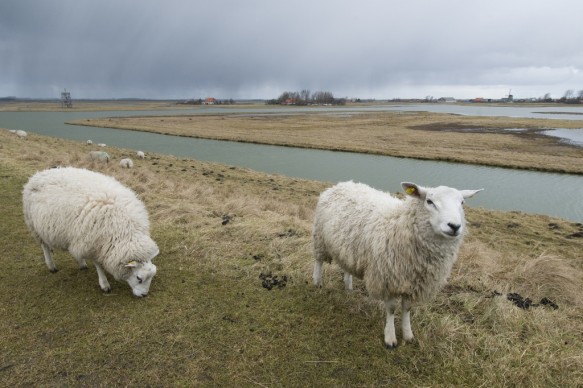 Grazende schapen in de Prunje.