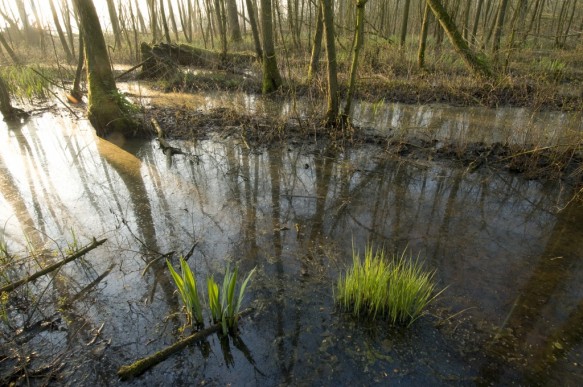 Broekbos