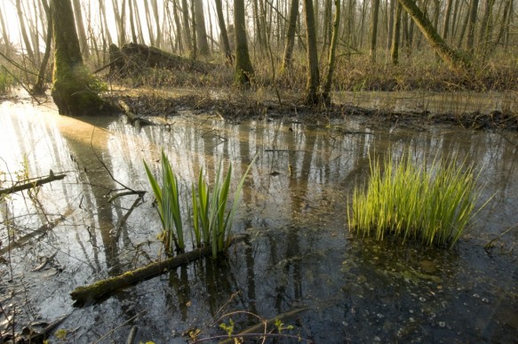 Broekbos