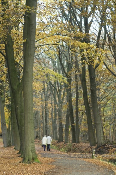 Wandelaars in bos.
