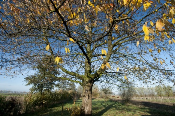 Kerselaar in de herfst.