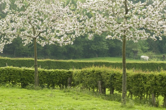 Bloei van hoogstamfruitboom.