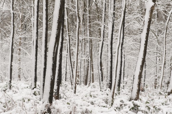 Besneeuwde boomstammen.