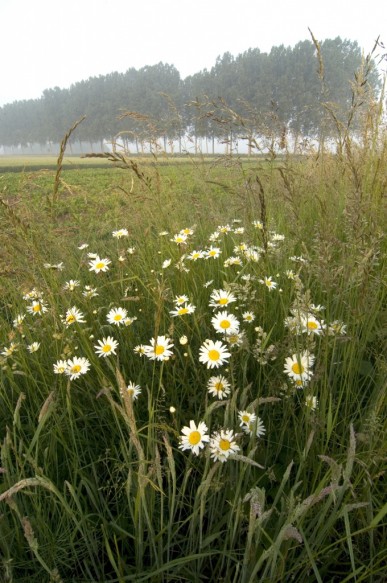 Margrieten