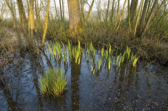 Broekbos