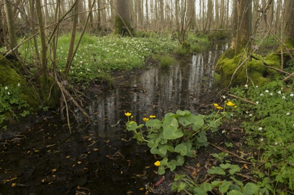 Bos in de lente.