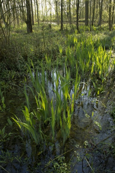 Moerasbos te Ursel