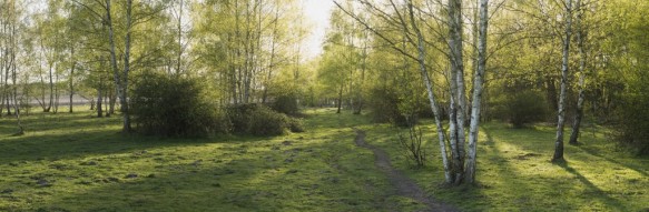 Berken in het Heidebos.