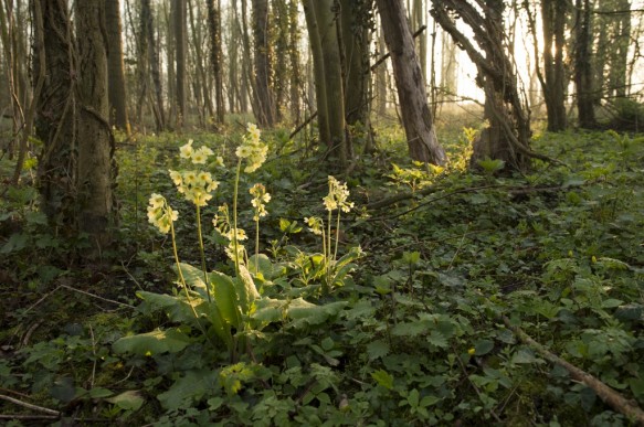 Slanke sleutelbloem