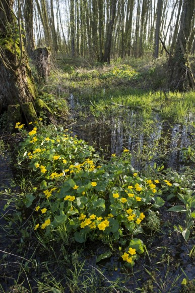 Dotterbloem