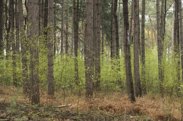 Dennenbomen met berken
