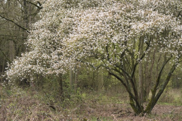 Krenteboompje in bloei