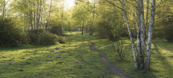 Berken in het Heidebos.