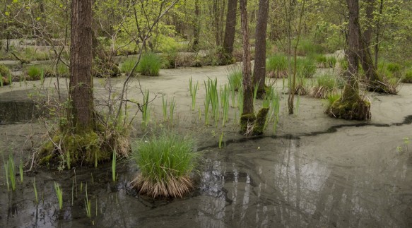 Moerasbos in het Leen.