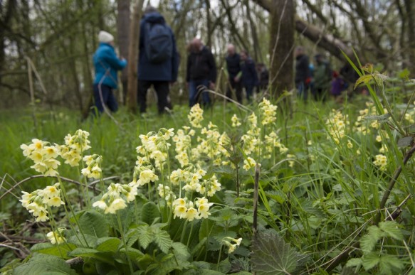 Slanke sleutelbloem.