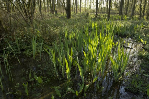 Moerasbos te Ursel
